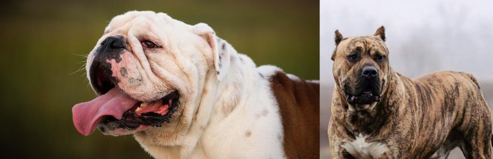 Perro de Presa Canario vs English Bulldog - Breed Comparison