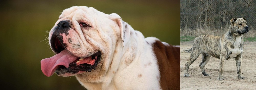 Perro de Presa Mallorquin vs English Bulldog - Breed Comparison