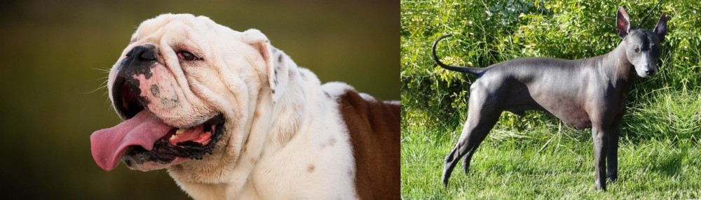Peruvian Hairless vs English Bulldog - Breed Comparison