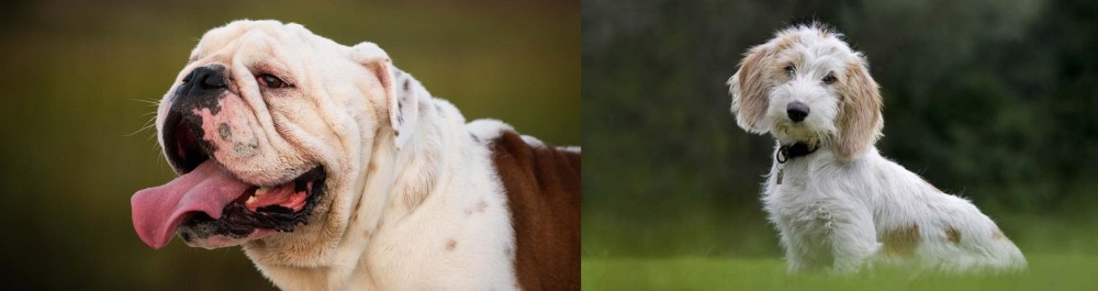 Petit Basset Griffon Vendeen vs English Bulldog - Breed Comparison