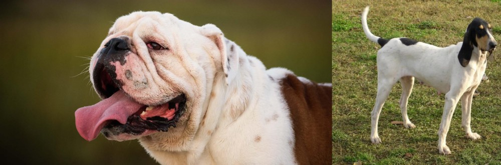 Petit Gascon Saintongeois vs English Bulldog - Breed Comparison