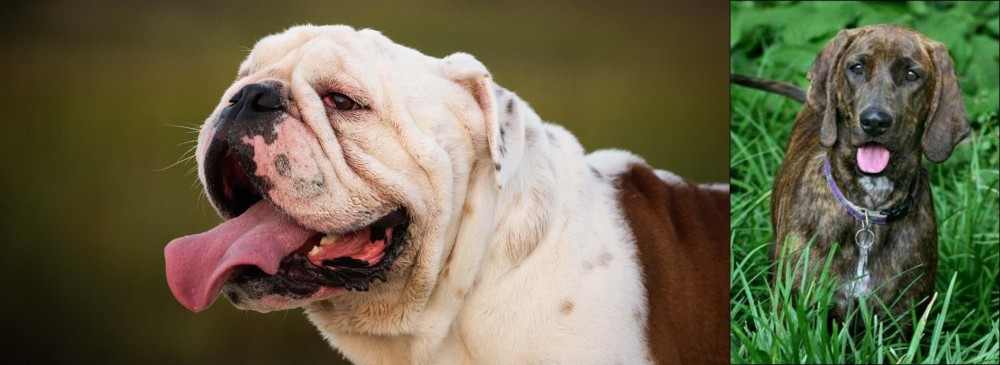 Plott Hound vs English Bulldog - Breed Comparison