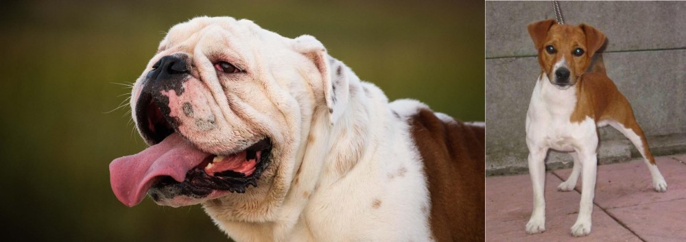 Plummer Terrier vs English Bulldog - Breed Comparison