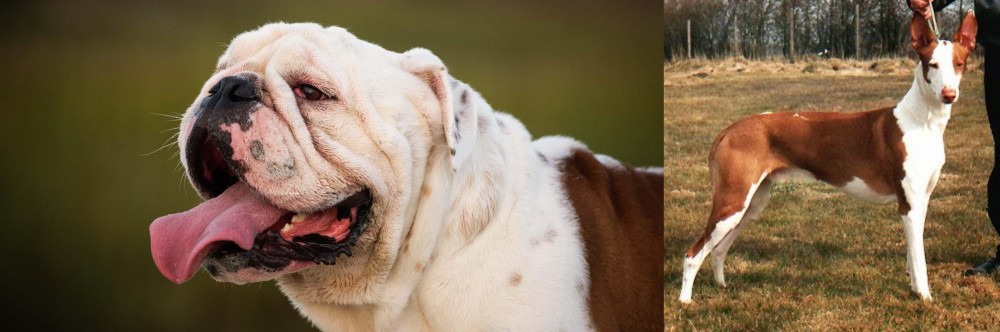 Podenco Canario vs English Bulldog - Breed Comparison
