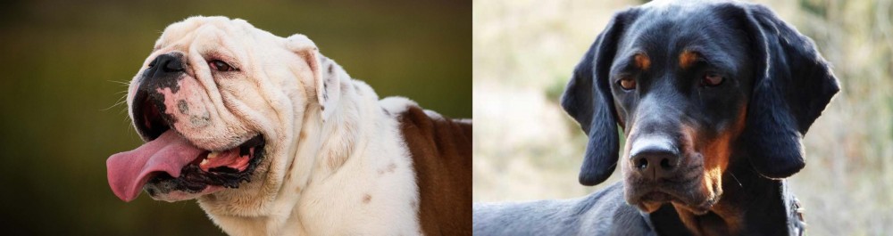 Polish Hunting Dog vs English Bulldog - Breed Comparison