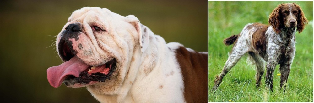 Pont-Audemer Spaniel vs English Bulldog - Breed Comparison