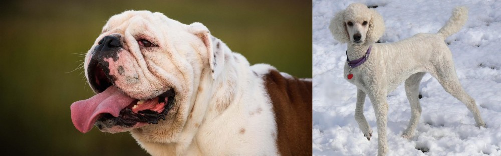 Poodle vs English Bulldog - Breed Comparison