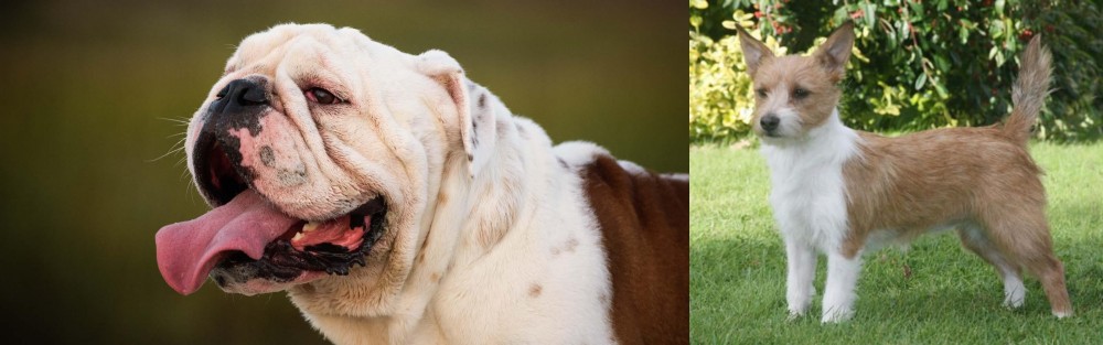 Portuguese Podengo vs English Bulldog - Breed Comparison