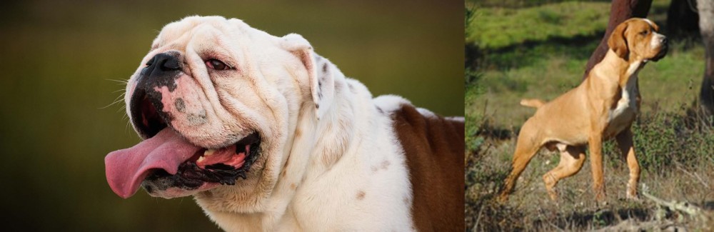 Portuguese Pointer vs English Bulldog - Breed Comparison