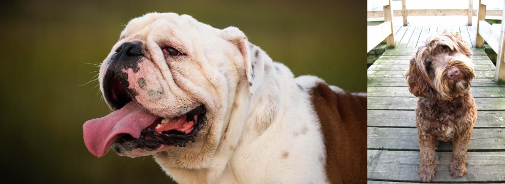 Portuguese Water Dog vs English Bulldog - Breed Comparison