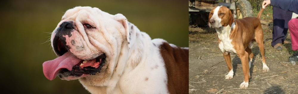 Posavac Hound vs English Bulldog - Breed Comparison