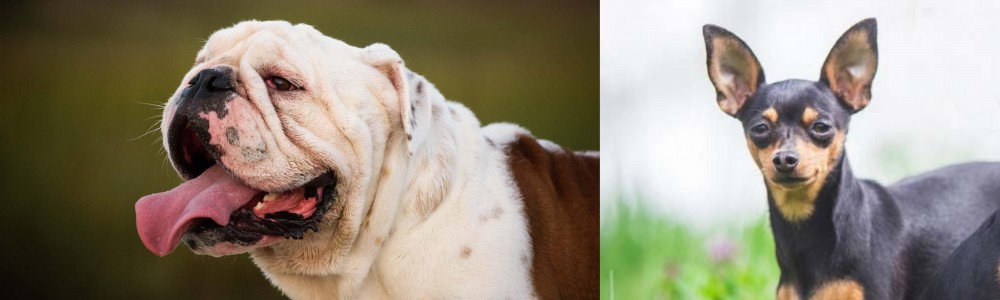 Prazsky Krysarik vs English Bulldog - Breed Comparison