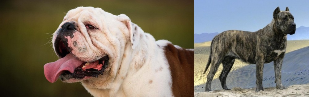 Presa Canario vs English Bulldog - Breed Comparison