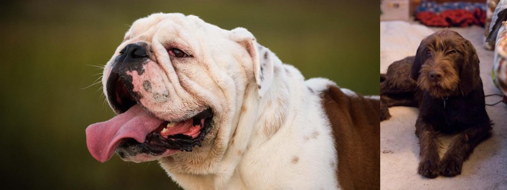 Pudelpointer vs English Bulldog - Breed Comparison