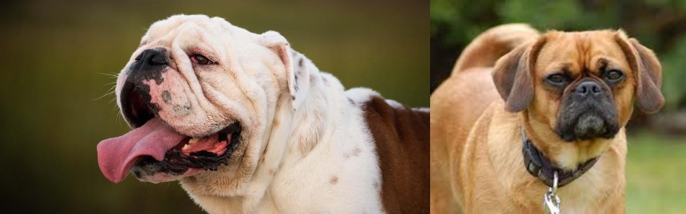 Pugalier vs English Bulldog - Breed Comparison