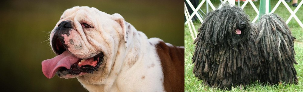Puli vs English Bulldog - Breed Comparison