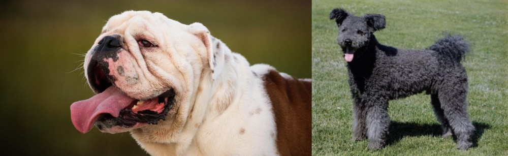 Pumi vs English Bulldog - Breed Comparison