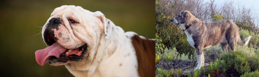 Rafeiro do Alentejo vs English Bulldog - Breed Comparison