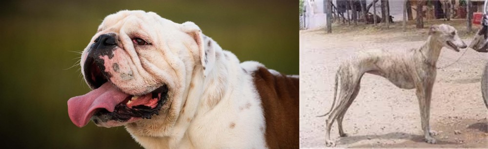 Rampur Greyhound vs English Bulldog - Breed Comparison