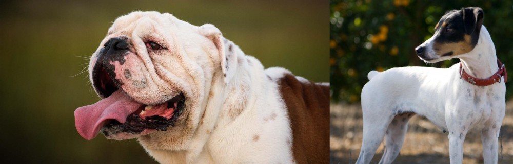 Ratonero Bodeguero Andaluz vs English Bulldog - Breed Comparison