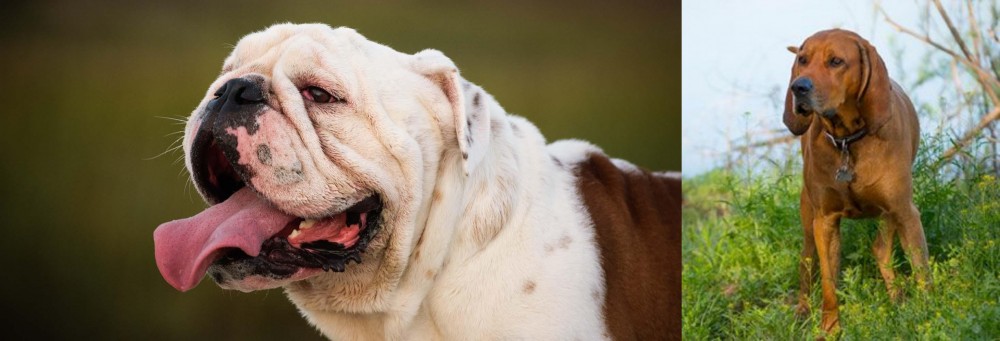 Redbone Coonhound vs English Bulldog - Breed Comparison