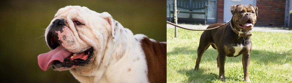 Renascence Bulldogge vs English Bulldog - Breed Comparison