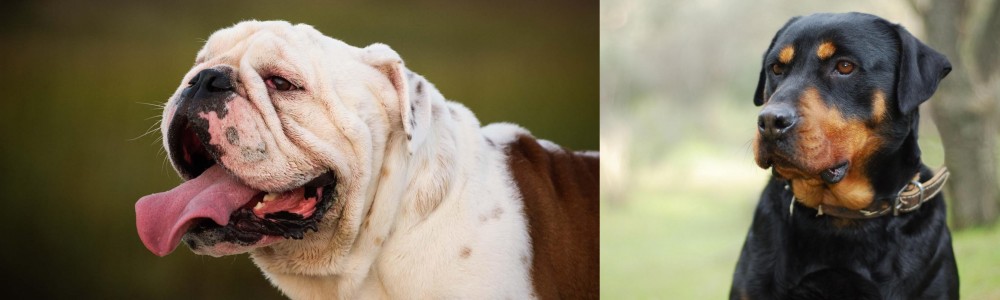 Rottweiler vs English Bulldog - Breed Comparison