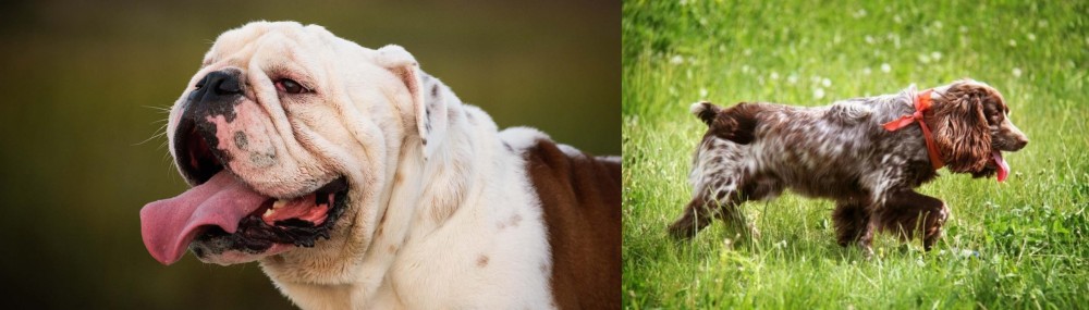 Russian Spaniel vs English Bulldog - Breed Comparison