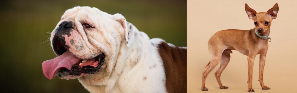 Russian Toy Terrier vs English Bulldog - Breed Comparison