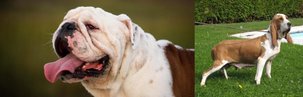 Sabueso Espanol vs English Bulldog - Breed Comparison