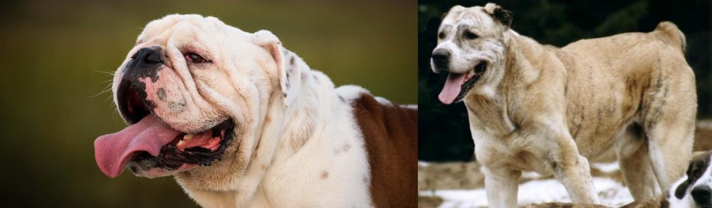 Sage Koochee vs English Bulldog - Breed Comparison