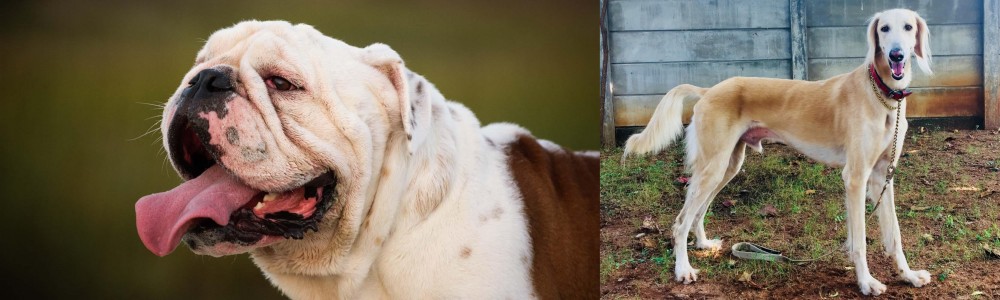 Saluki vs English Bulldog - Breed Comparison