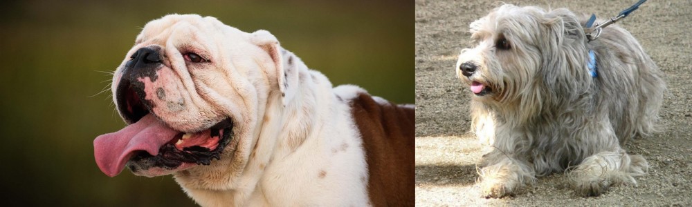 Sapsali vs English Bulldog - Breed Comparison