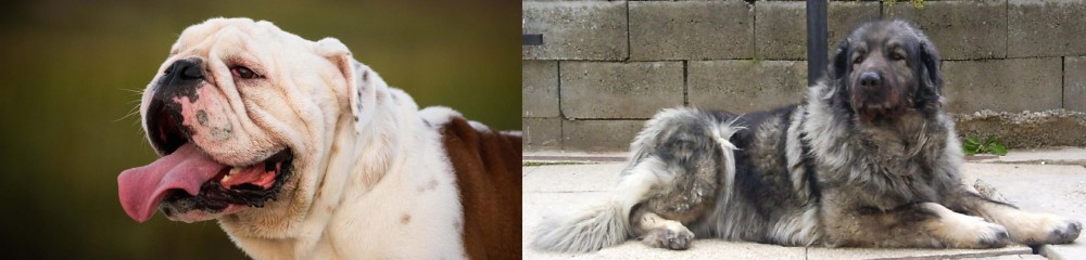 Sarplaninac vs English Bulldog - Breed Comparison