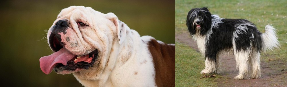 Schapendoes vs English Bulldog - Breed Comparison