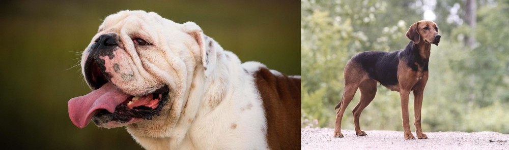 Schillerstovare vs English Bulldog - Breed Comparison