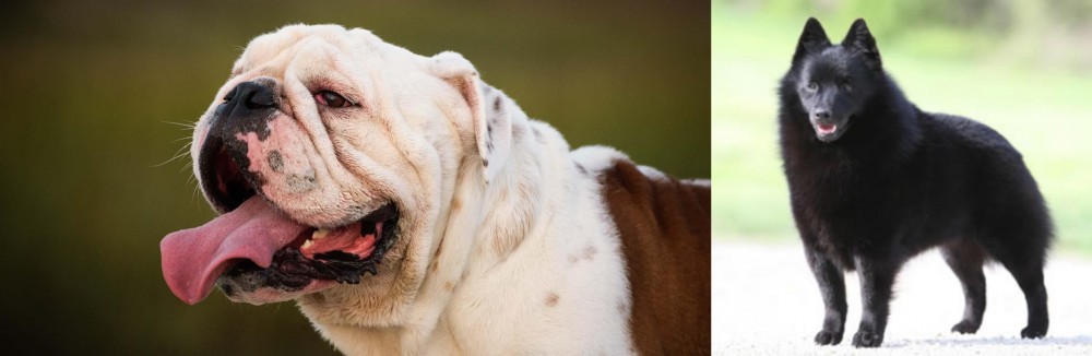 Schipperke vs English Bulldog - Breed Comparison