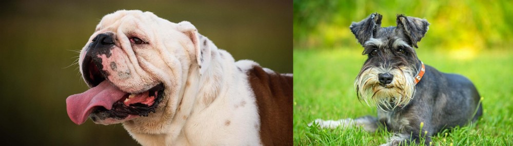 Schnauzer vs English Bulldog - Breed Comparison