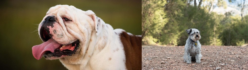 Schnoodle vs English Bulldog - Breed Comparison