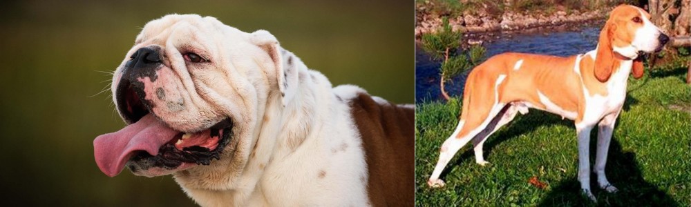 Schweizer Laufhund vs English Bulldog - Breed Comparison