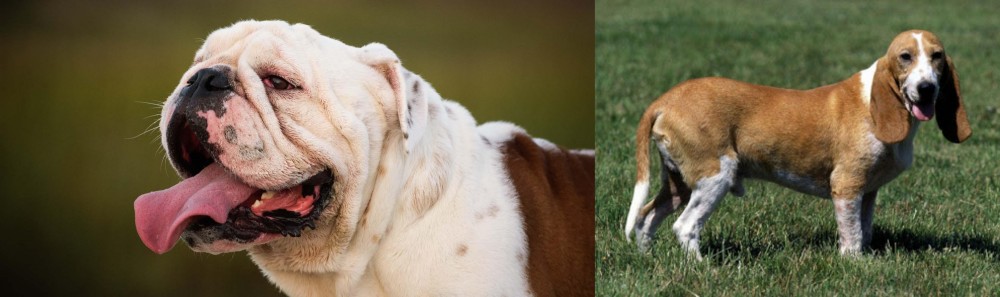 Schweizer Niederlaufhund vs English Bulldog - Breed Comparison