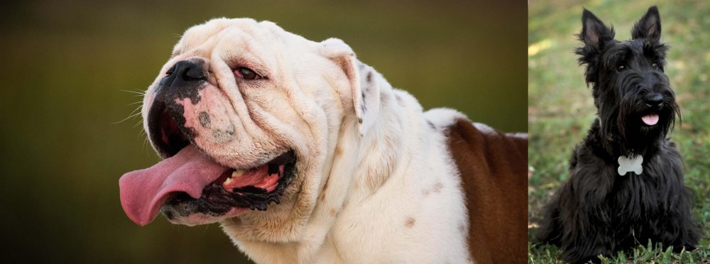 Scoland Terrier vs English Bulldog - Breed Comparison