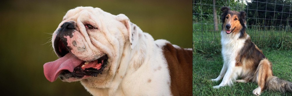 Scotch Collie vs English Bulldog - Breed Comparison