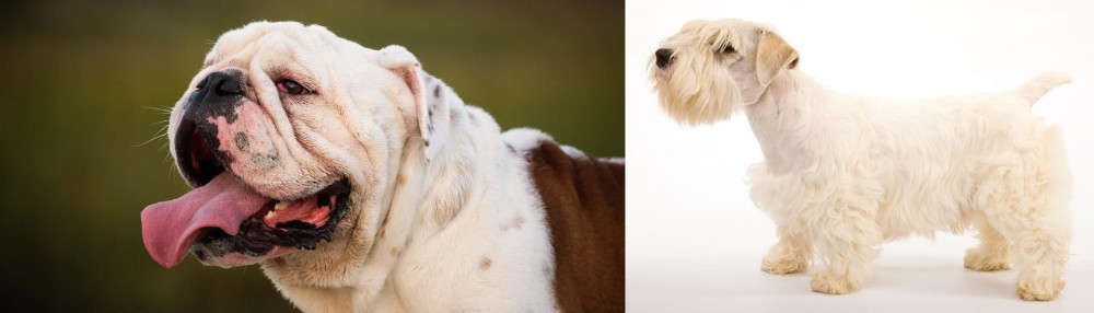 Sealyham Terrier vs English Bulldog - Breed Comparison