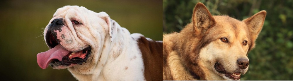Seppala Siberian Sleddog vs English Bulldog - Breed Comparison