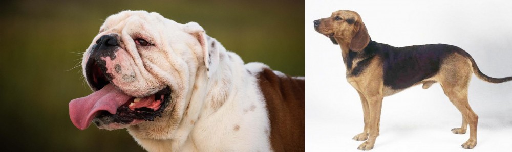 Serbian Hound vs English Bulldog - Breed Comparison