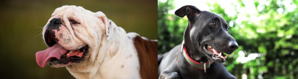 Shepard Labrador vs English Bulldog - Breed Comparison