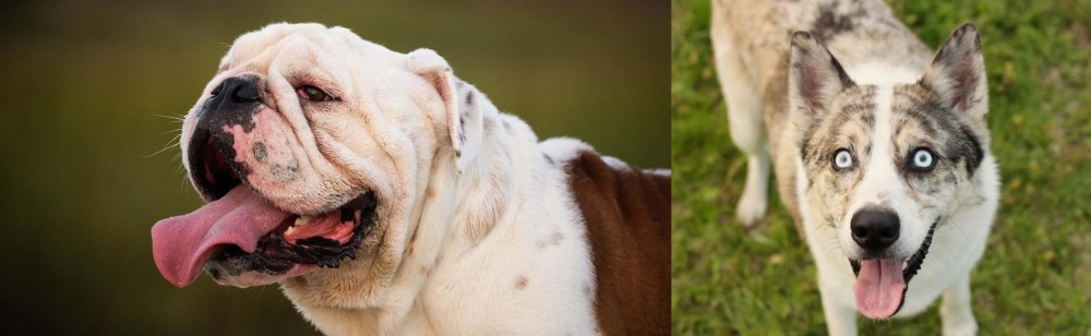 Shepherd Husky vs English Bulldog - Breed Comparison