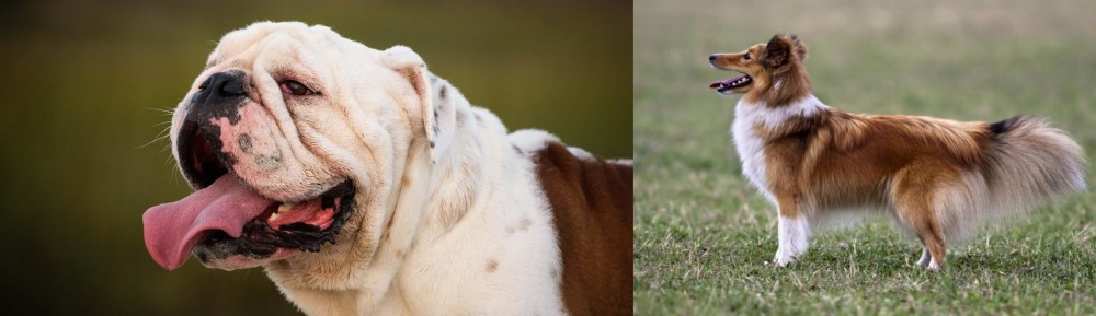 Shetland Sheepdog vs English Bulldog - Breed Comparison