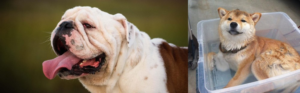 Shiba Inu vs English Bulldog - Breed Comparison